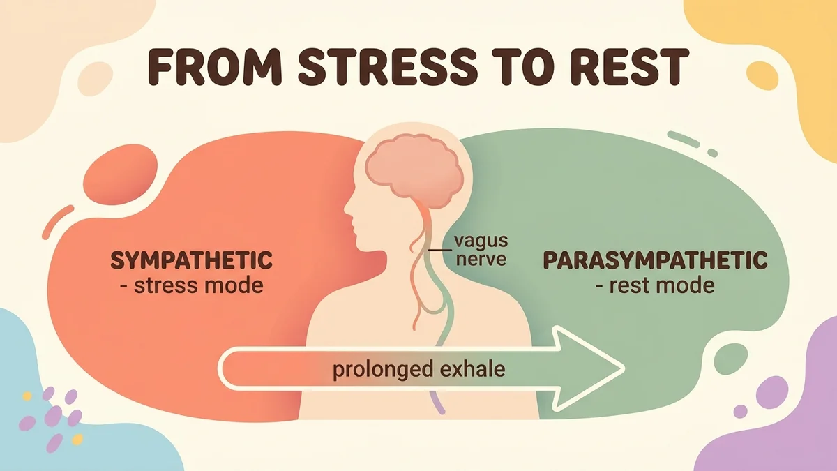 Scientific diagram of the autonomic nervous system: the shift from sympathetic to parasympathetic during 4-7-8 breathing