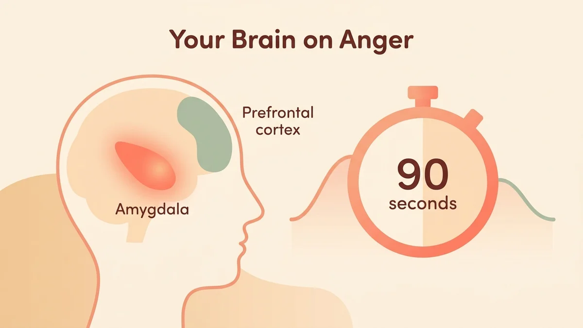 Infographic of the brain mechanism of anger: the amygdala triggers the release of cortisol and adrenaline while the prefrontal cortex tries to regain control within 90 seconds