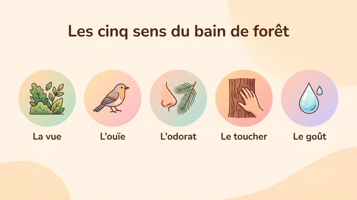 Infographie expliquant les cinq sens mobilisés pendant un bain de forêt : la vue sur les nuances de vert, l'ouïe des chants d'oiseaux, l'odorat des phytoncides, le toucher de l'écorce et le goût de l'air frais