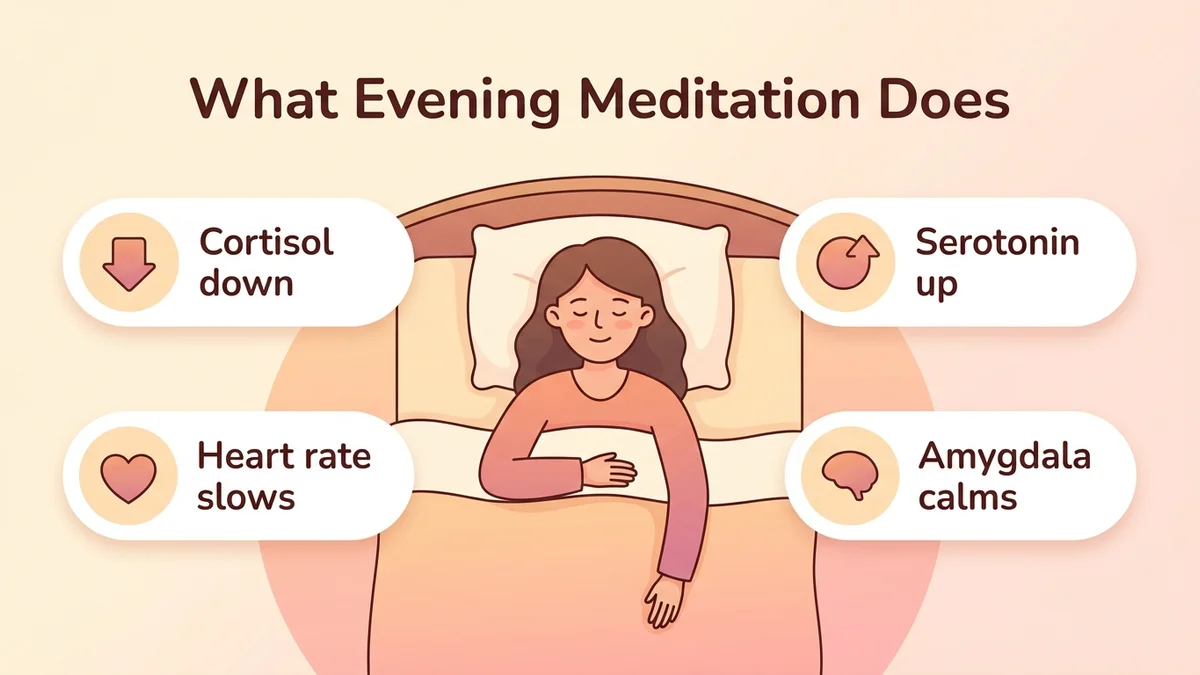 Infographic of how evening meditation affects the nervous system: a diagram showing parasympathetic activation, lower cortisol and higher serotonin with explanatory icons