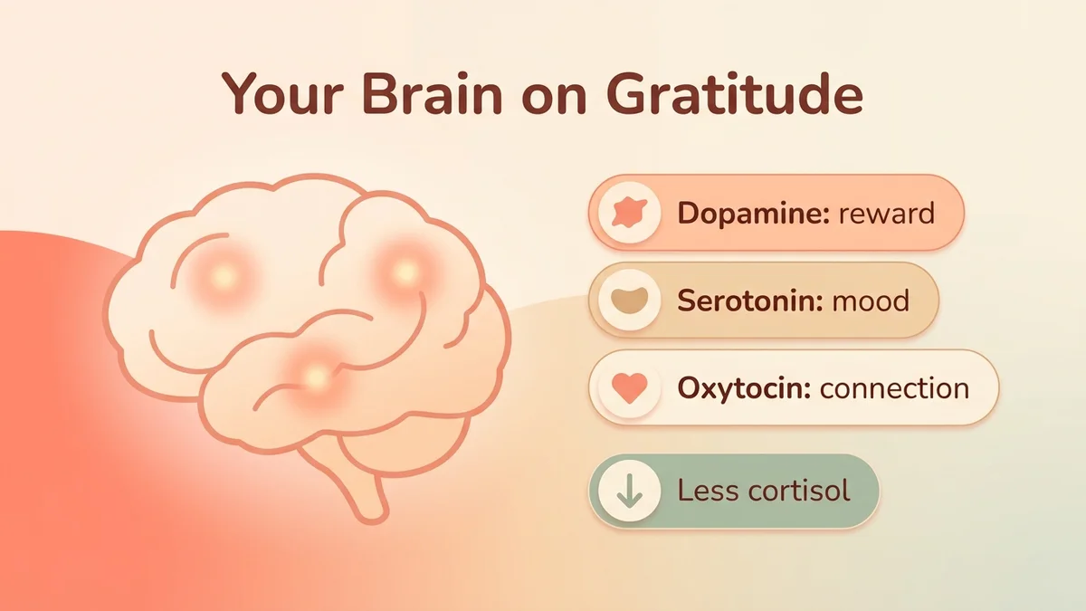 Infographic of the neurological mechanism of gratitude: diagram of the brain with activated areas (prefrontal cortex, hypothalamus, limbic system), dopamine and serotonin release, lower cortisol