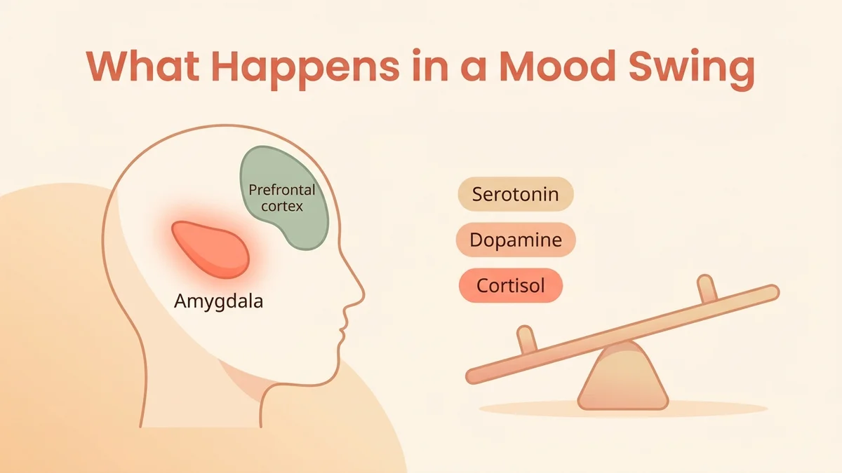 Infographic illustrating how mood swings work: the emotional brain (amygdala) reacting against the prefrontal cortex (reason), with serotonin, dopamine and cortisol out of balance