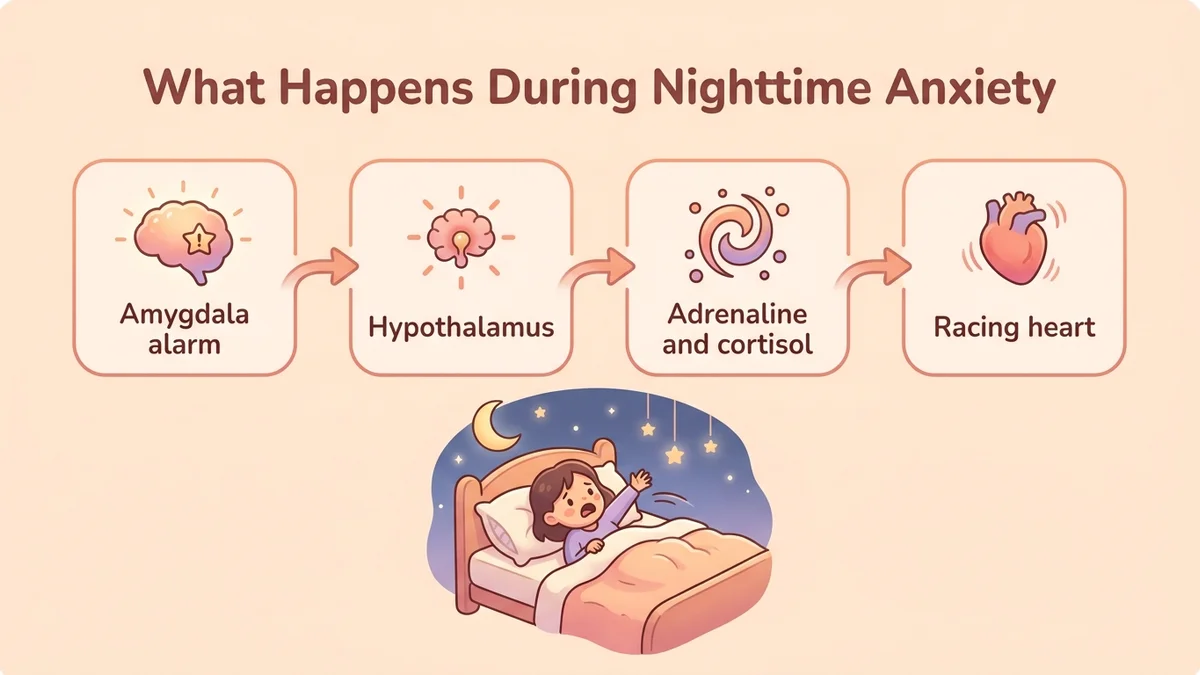 Infographic of the nighttime anxiety mechanism: the amygdala-to-hypothalamus circuit, the release of adrenaline and cortisol, and the sympathetic nervous system activation loop during sleep