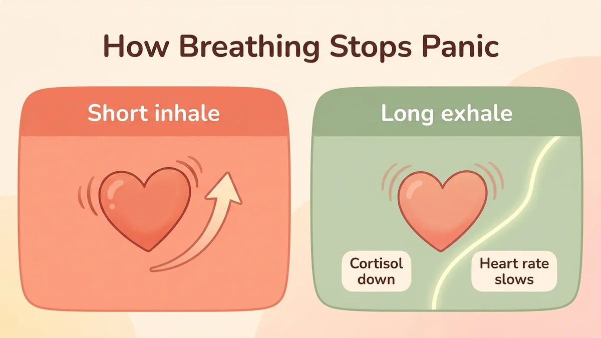 Infographic of how anti-panic breathing works: inhaling engages the sympathetic system, a long exhale activates the parasympathetic system through the vagus nerve, with effects on cortisol and heart rate