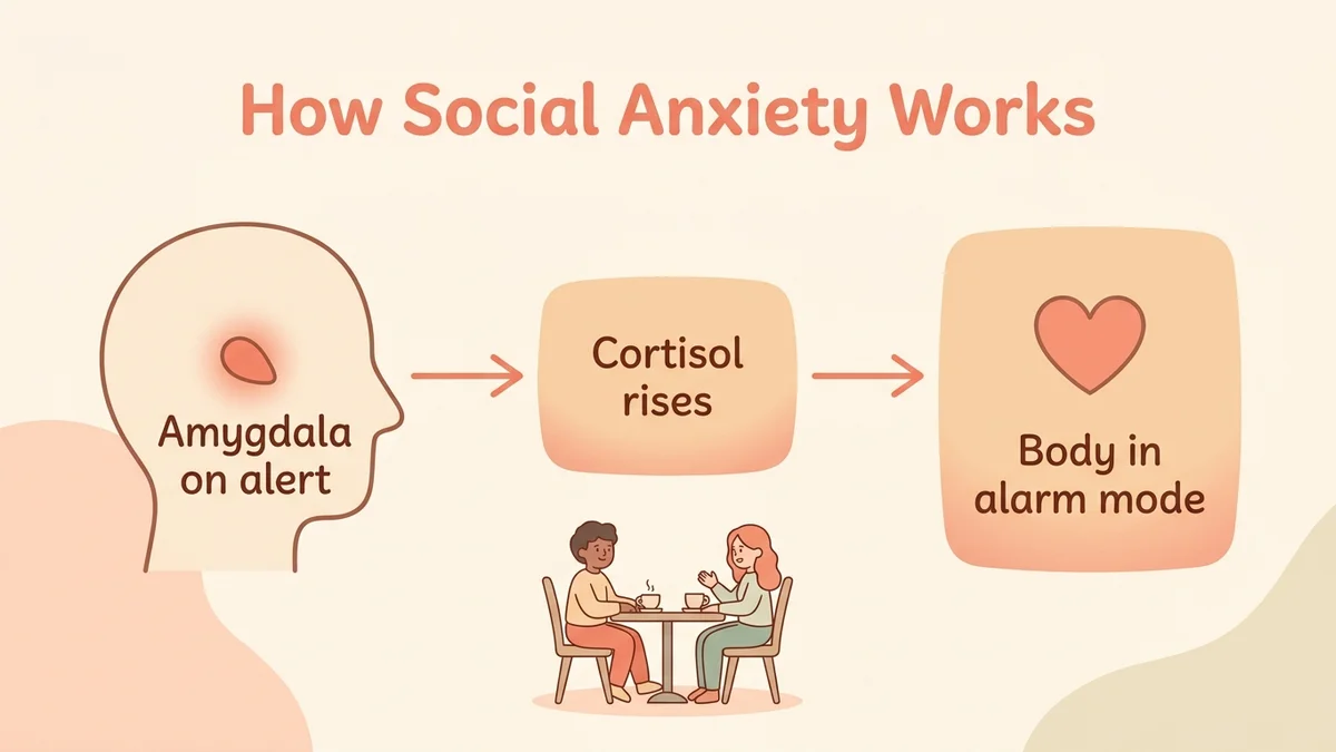 Infographic of the neurological mechanism of social anxiety: visual diagram showing the overactive amygdala, elevated cortisol and the sympathetic nervous system on alert during a social interaction